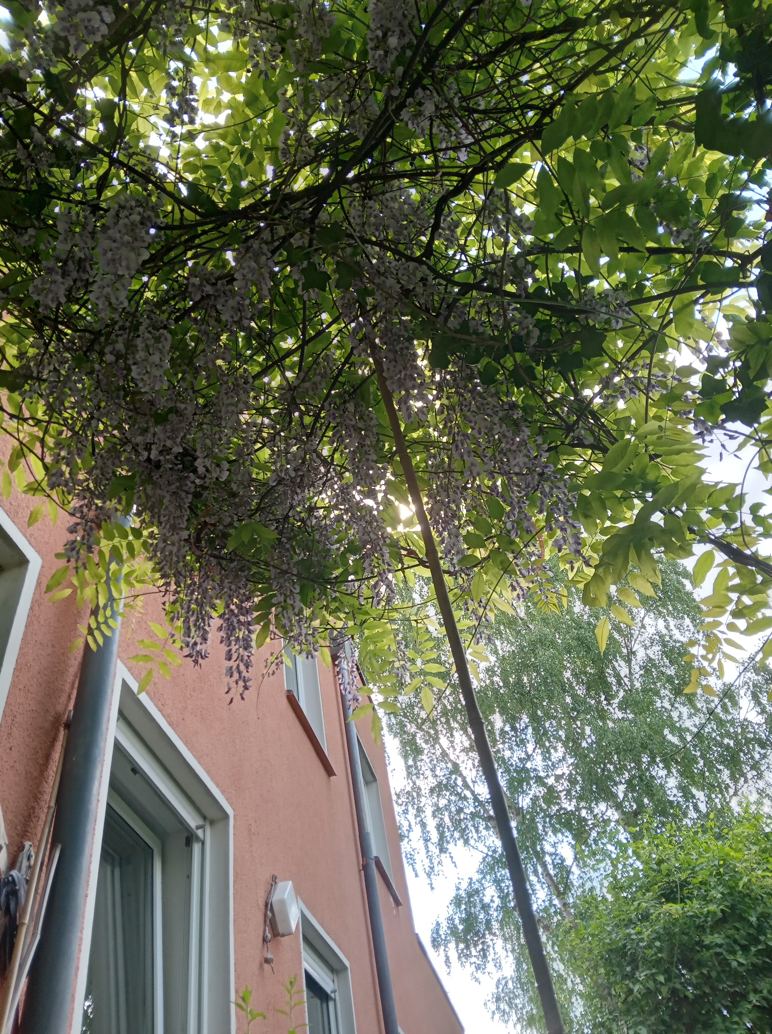 zurück in Müggelheim